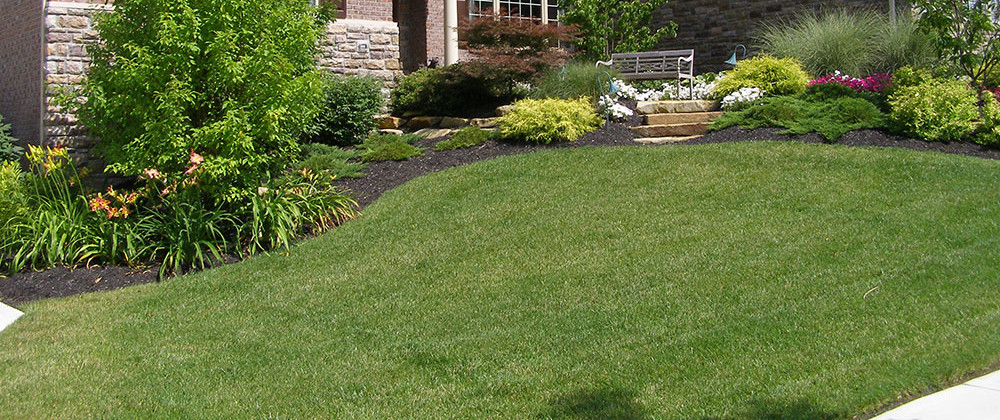Maintenance Advice. Patching Lawn Spots